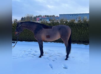 KWPN, Wałach, 9 lat, 170 cm, Gniada