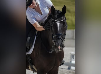 KWPN, Wałach, 9 lat, 170 cm, Kara