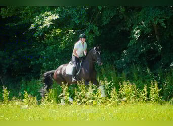 KWPN, Wałach, 9 lat, 170 cm, Kara