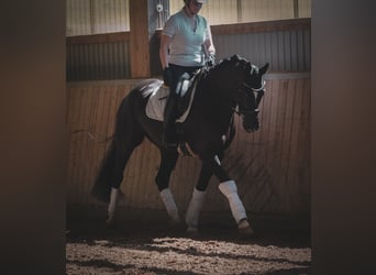 KWPN, Wałach, 9 lat, 170 cm, Kara