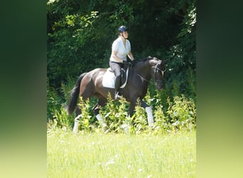 KWPN, Wałach, 9 lat, 170 cm, Kara