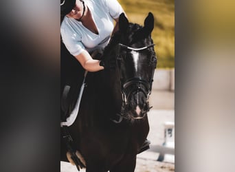 KWPN, Wałach, 9 lat, 170 cm, Kara