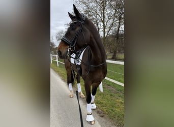 KWPN, Wałach, 9 lat, 171 cm, Gniada