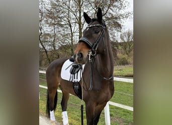 KWPN, Wałach, 9 lat, 171 cm, Gniada