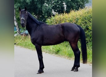 KWPN, Wałach, 9 lat, 172 cm, Kara