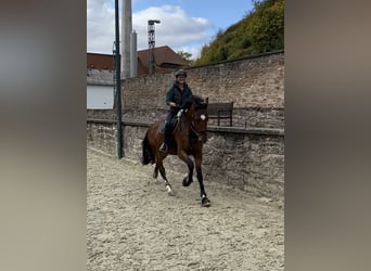 KWPN, Wałach, 9 lat, 173 cm, Gniada