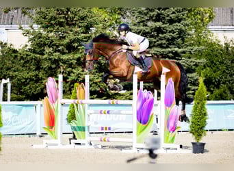 KWPN, Wałach, 9 lat, 173 cm, Gniada