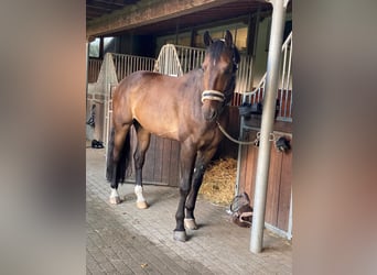 KWPN, Wałach, 9 lat, 174 cm, Gniada