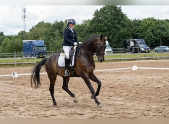 KWPN, Wałach, 9 lat, 178 cm, Ciemnogniada KWPN, Wałach, 9 lat, 178 cm, Ciemnogniada