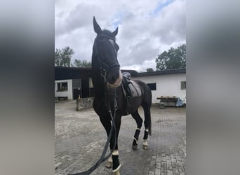 KWPN, Wałach, 9 lat, 184 cm, Kara