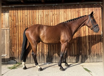 KWPN, Wałach, 9 lat, 190 cm, Gniada