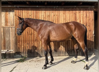 KWPN, Wałach, 9 lat, 190 cm, Gniada