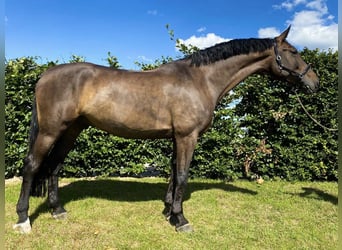 KWPN, Wałach, 10 lat, 178 cm