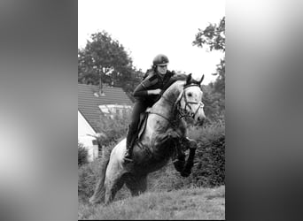 KWPN, Wałach, 11 lat, 166 cm, Siwa