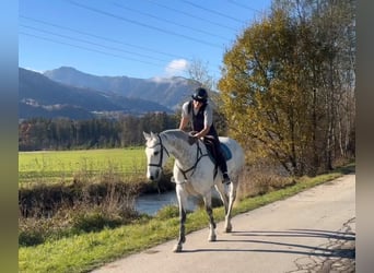 KWPN, Wałach, 11 lat, 167 cm, Siwa