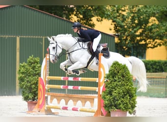 KWPN, Wałach, 12 lat, 174 cm, Siwa
