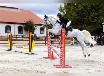 KWPN, Wałach, 12 lat, 174 cm, Siwa