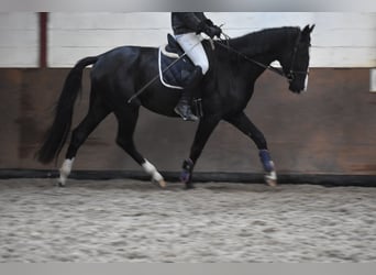 KWPN, Wałach, 3 lat, 170 cm, Kara