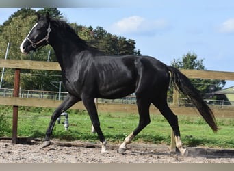 KWPN, Wałach, 3 lat, 170 cm, Kara