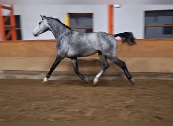 KWPN, Wałach, 3 lat, 170 cm, Siwa