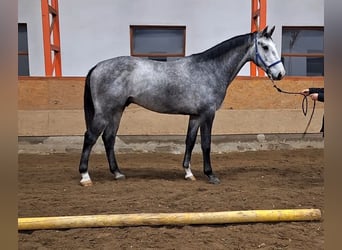 KWPN, Wałach, 3 lat, 170 cm, Siwa