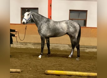 KWPN, Wałach, 3 lat, 170 cm, Siwa