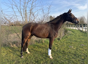 KWPN, Wałach, 4 lat, 158 cm, Gniada