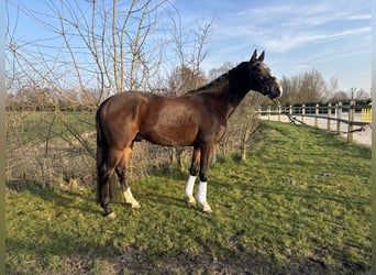 KWPN, Wałach, 4 lat, 158 cm, Gniada