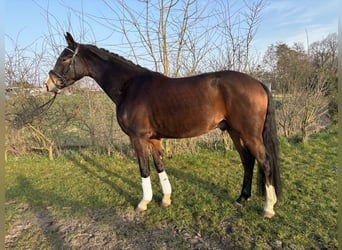 KWPN, Wałach, 4 lat, 158 cm, Gniada