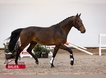 KWPN, Wałach, 4 lat, 164 cm, Ciemnogniada