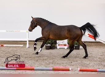 KWPN, Wałach, 4 lat, 164 cm, Ciemnogniada