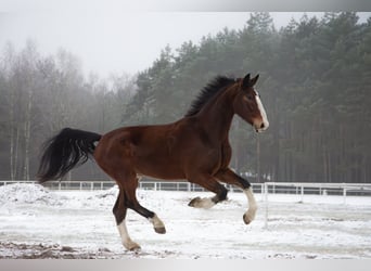 KWPN, Wałach, 4 lat, 168 cm, Gniada