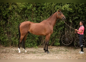 KWPN, Wałach, 5 lat, 167 cm, Gniada