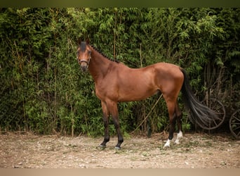 KWPN, Wałach, 5 lat, 167 cm, Gniada