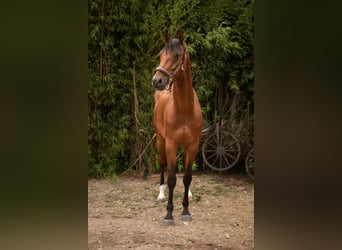 KWPN, Wałach, 5 lat, 167 cm, Gniada