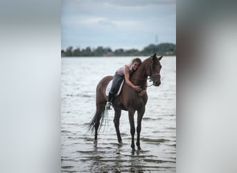 KWPN, Wałach, 5 lat, 167 cm, Gniada