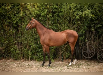 KWPN, Wałach, 5 lat, 167 cm, Gniada