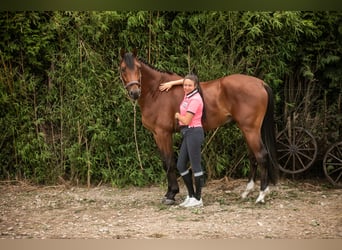 KWPN, Wałach, 5 lat, 167 cm, Gniada