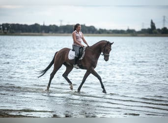 KWPN, Wałach, 5 lat, 167 cm, Gniada