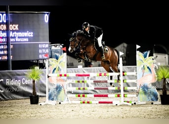 KWPN, Wałach, 6 lat, 165 cm, Gniada