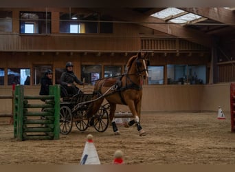 KWPN, Wałach, 9 lat, 168 cm, Kasztanowata