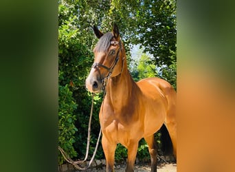 KWPN, Wałach, 9 lat, 172 cm, Gniada