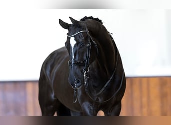 KWPN, Wałach, 9 lat, 172 cm, Kara