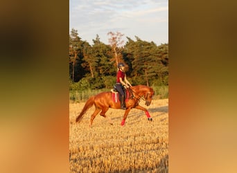 KWPN, Wallach, 10 Jahre, 155 cm, Fuchs