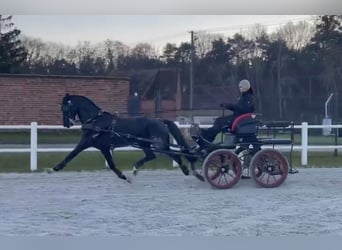 KWPN, Wallach, 10 Jahre, 161 cm, Rappe