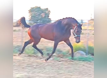 KWPN, Wallach, 10 Jahre, 163 cm, Brauner