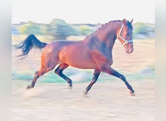 KWPN, Wallach, 10 Jahre, 163 cm, Brauner