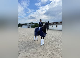 KWPN, Wallach, 10 Jahre, 163 cm, Rappe