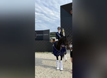 KWPN, Wallach, 10 Jahre, 163 cm, Rappe