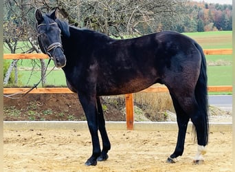 KWPN, Wallach, 10 Jahre, 165 cm, Dunkelbrauner